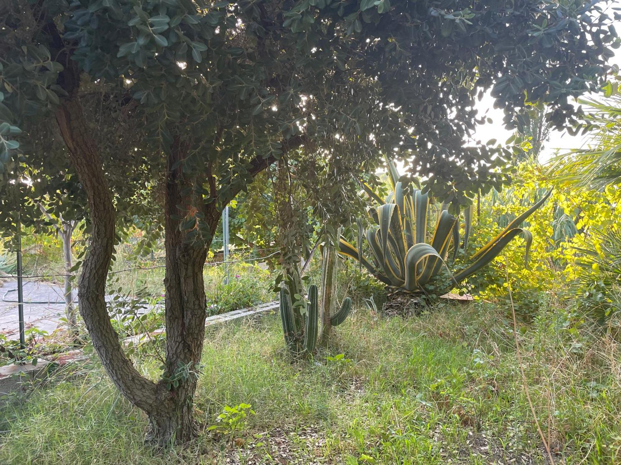 Villa Vittoria Trappeto  Εξωτερικό φωτογραφία